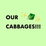 OUR CABBAGES!!!