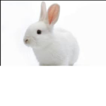 Uni bun group