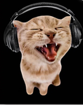 Cute_ Kitty kitty