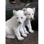 Best animals group