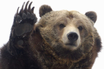 bri's bears!