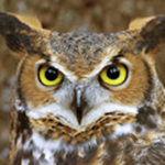 more owl