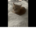 Bobcat_sa fan club and cat army