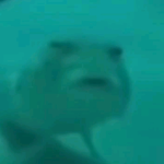LavaGroups
