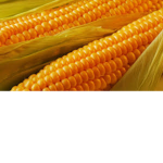 Daddy corn