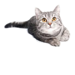 Kiti