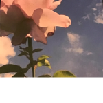 Satisfied Aesthetic flowers and roses :)
