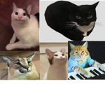 mega POP CAT!!!!!