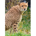 Cheetah girlsz girlz group