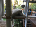 Ragdoll Cat Warriors!