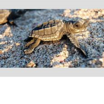 i love turtles booooyyyyy