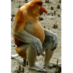 The Official Monke Army