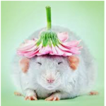 The really pretty rats