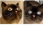 Pheonex cats