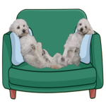 DOGS ON A SOFA STUDIOS