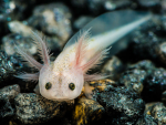 fan club axolotl