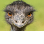 Emu crew