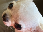Palomitas cute azul