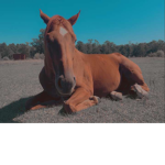 Titania Stables