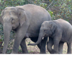Alice And elephants