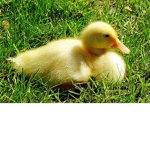 -Duck Army-