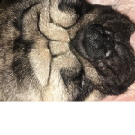 Pugs gang membership