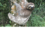 Sloth breath