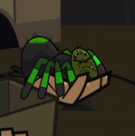 sgamebaldina