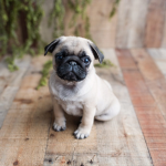 Pug People :D