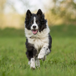 Border Collies Rule