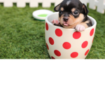 Daron y sus amigos