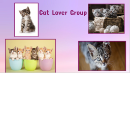 Cat Hangout