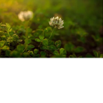 Clovers after Rain