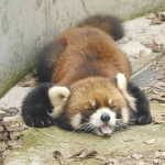 •Red pandas•