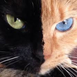 CATS ARMY for cats