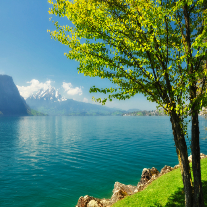 spring scenery Roblox decal
