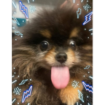 Doggos are qts