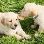 Labrador!