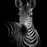 Zebra Paradise