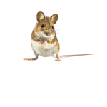 Mc mouse guardians