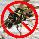 Wasp Hate Club