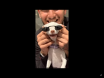 Cute puppies games