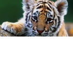 TIGERS RULE!!!!!!!!!!!!!!!!!!!!!!!!!!!!!!!!!!!!!!!