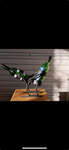 px’s 2nd epic group-
