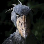 Shoebill