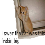 lol kitty
