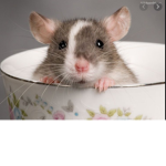 Rat Army!!!!!