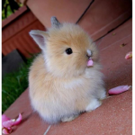 Bunneh Clothes