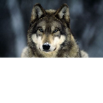 Fox and Wolves
