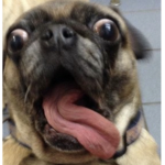 Pug life fo ever